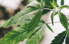 What Is THC?