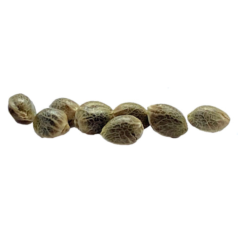 Photo Sugar Diesel Feminized Seeds