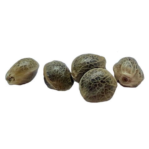 Photo Garlic Chem Feminized Seeds