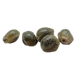 Photo Garlic Chem Feminized Seeds