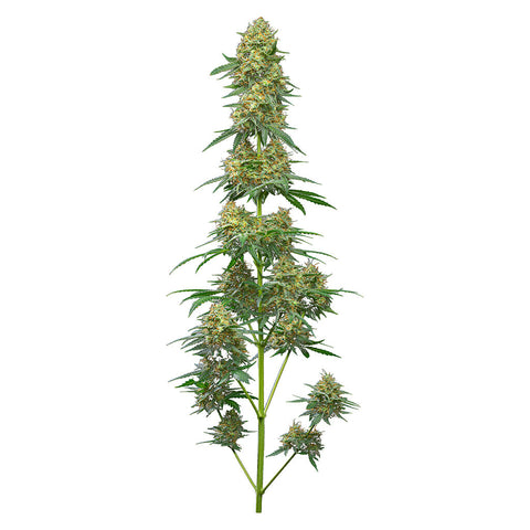 Photo Fog OG Feminized AutoFlower Seeds