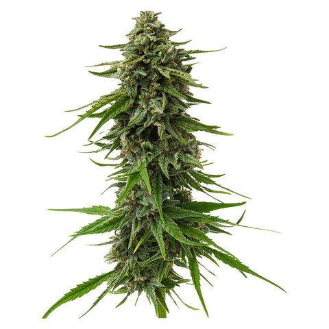 Photo Haze-Drenched Sativa Seeds