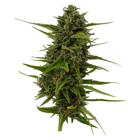 Photo Plum Kushwave Seeds