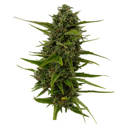 Photo Plum Kushwave Seeds