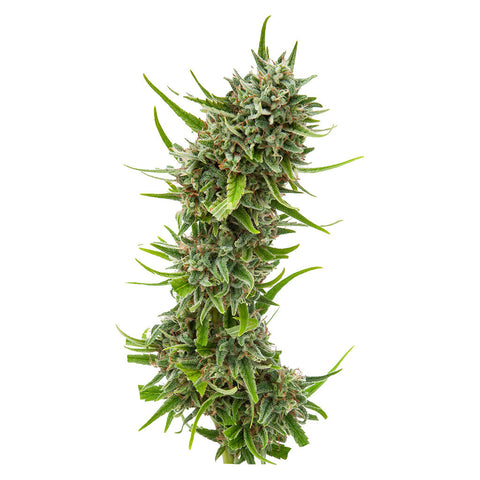 Photo Durban Violette Seeds