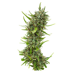 Photo Durban Violette Seeds