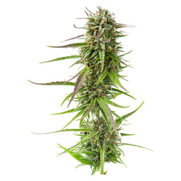 Photo Sugar Diesel Feminized Autoflower Seeds