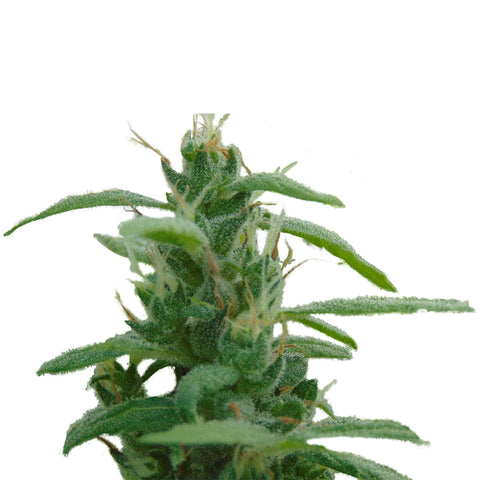 Photo Ice Cream Cake CBD:THC 1:1 Seeds (Autoflower)