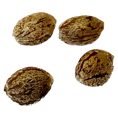 Photo Apple Truffle Breath - Feminized