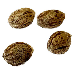 Photo Apple Truffle Breath - Feminized