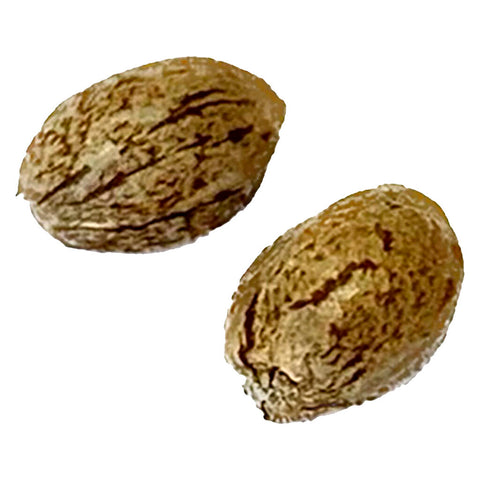 Photo Tangerine Truffle Breath - Feminized Seeds