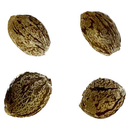 Photo Auto Papaya Apricot Feminized Seeds