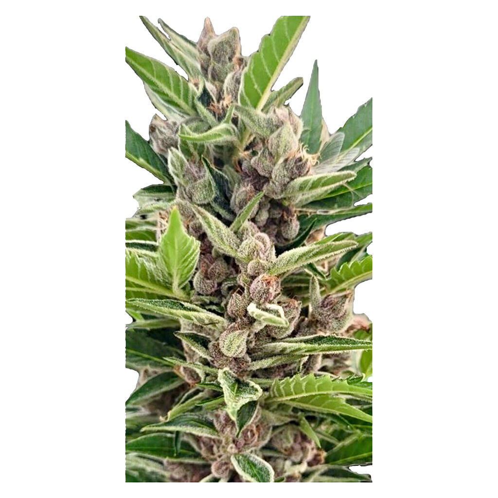 Auto Gorilla Grape Femilized Seeds - 