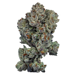 Photo Rotational 1 Jar