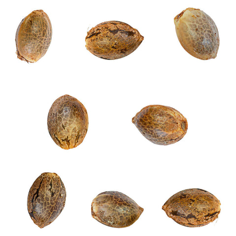 Photo Ignition Seeds