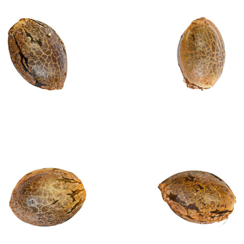 Photo Tangerine T-bone F3 Seeds
