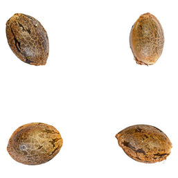 Photo Tangerine T-bone F3 Seeds