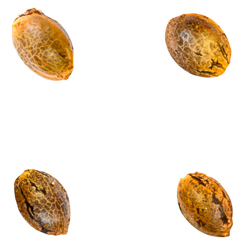 Photo Crasher Breath (fem Seeds)