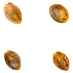 Photo Crasher Breath (fem Seeds)