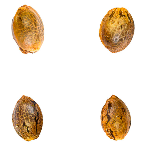 Photo Gry Pytn X Crashed Out Cookies (fem Seeds)