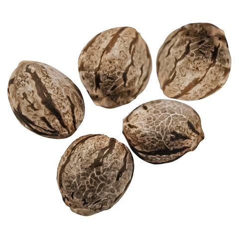 Photo Harlequin CBD Feminized Seeds