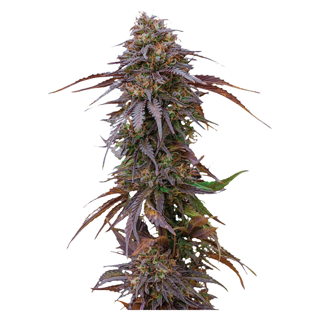 Harlequin CBD Feminized Seeds - 