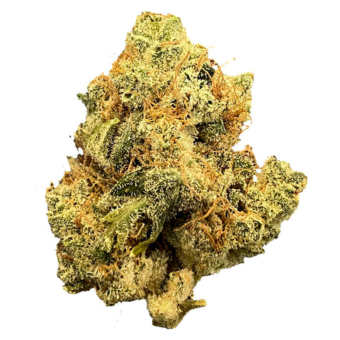 Photo Mailman Strain: Ultraviolet Gmo