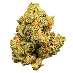 Photo Mailman Strain: Ultraviolet Gmo