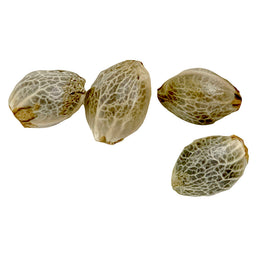 Photo Sugar Diesel Feminized Seeds