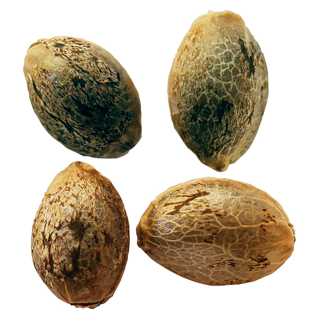 Timewarp Autoflower Feminized Seeds Multi Pack - 