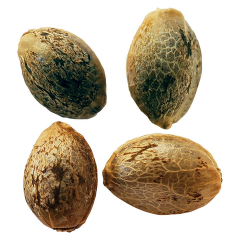 Photo Timewarp Autoflower Feminized Seeds Multi Pack