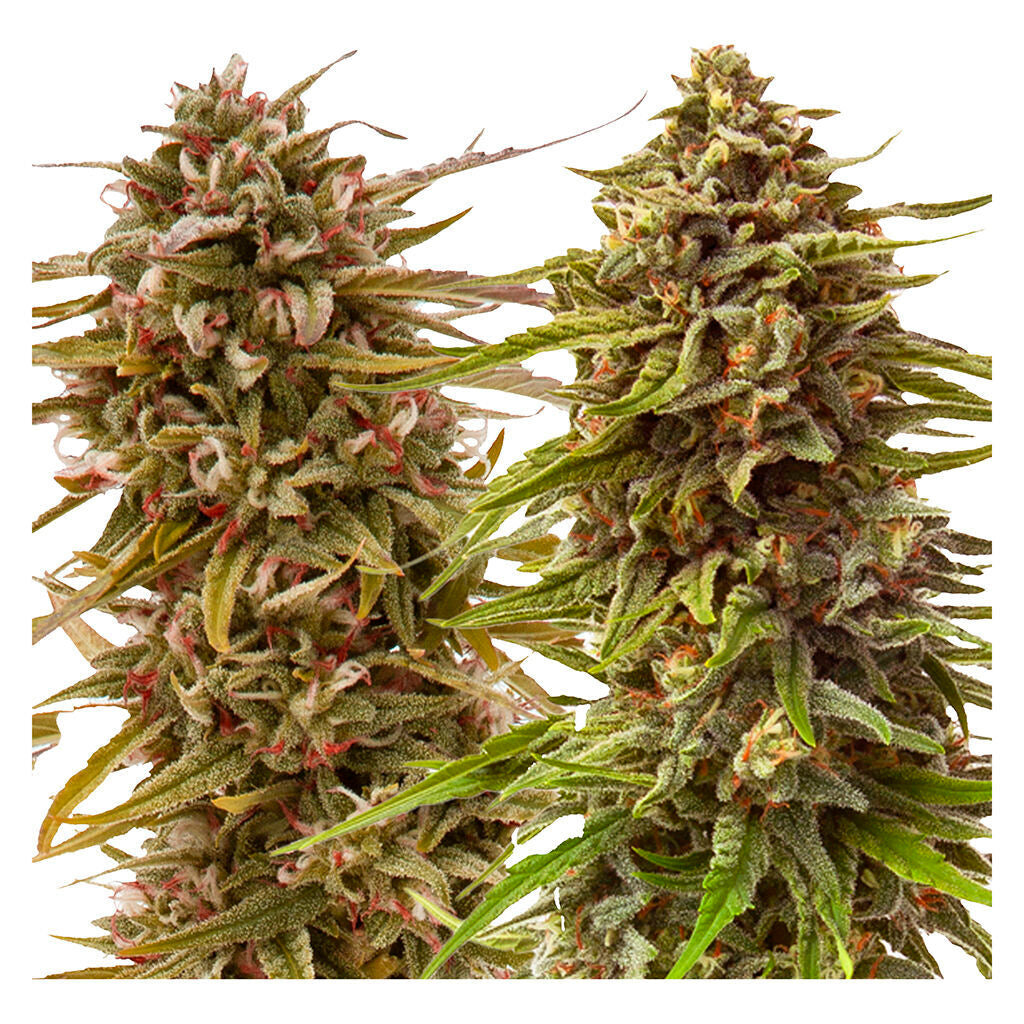 Timewarp Autoflower Feminized Seeds Multi Pack - 