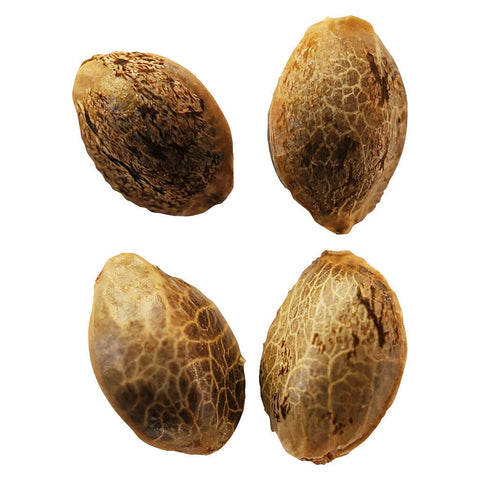 Photo Lemon Sunshine Feminized Seeds