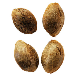 Photo Lemon Sunshine Feminized Seeds