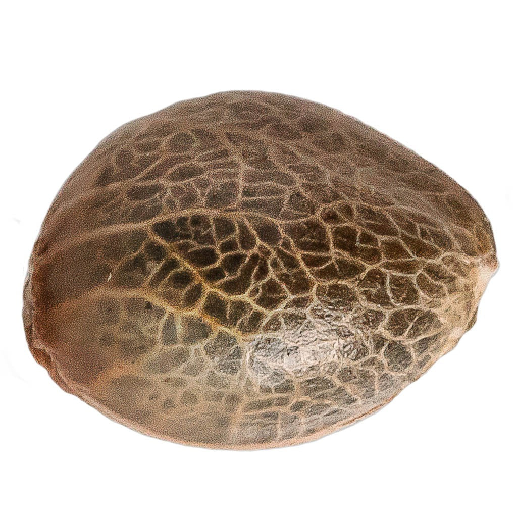 Pineapple Express Seeds (Feminized) - 