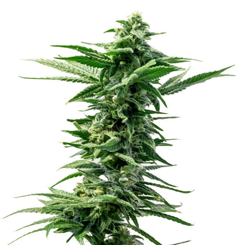 Photo Pineapple Express Seeds (Feminized)