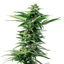 Photo Pineapple Express Seeds (Feminized)