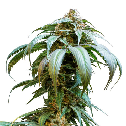 Photo Bubba Kush Seeds (Feminized)
