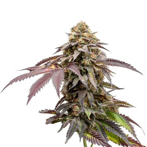 Photo Mango CBD 1:1 Seeds (Feminized)