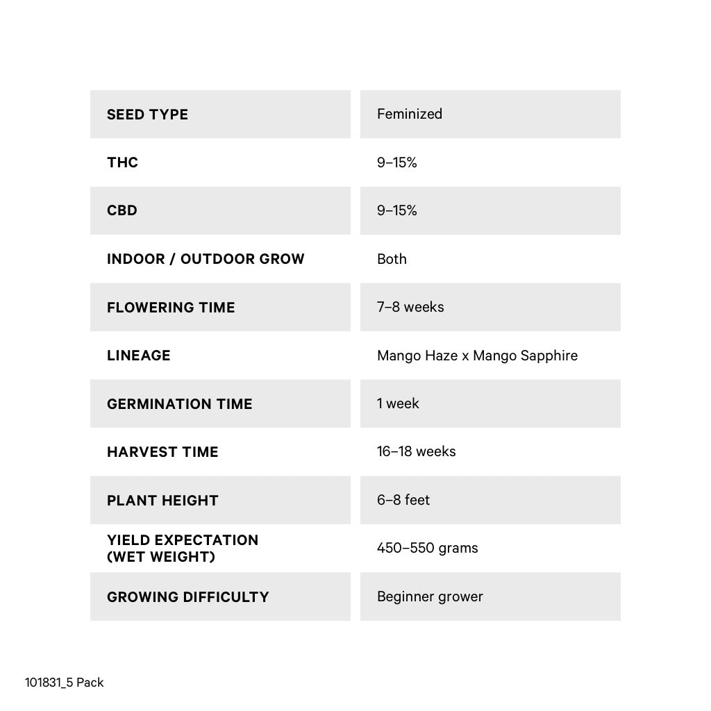 Mango CBD 1:1 Seeds (Feminized) - 