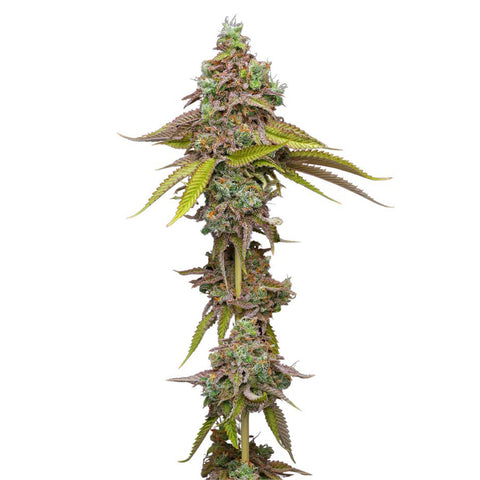 Photo Magic Melon Seeds (Autoflower)