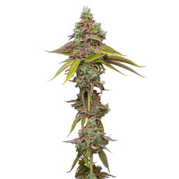 Photo Magic Melon Seeds (Autoflower)