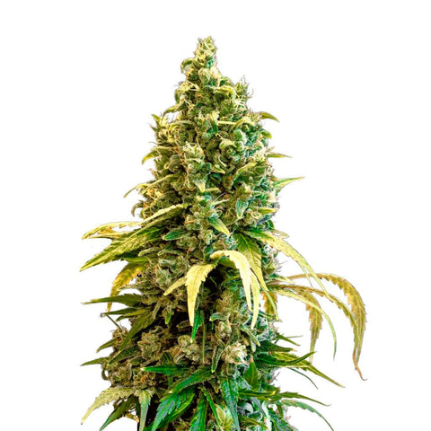Photo Acapulco Gold Feminized Seeds