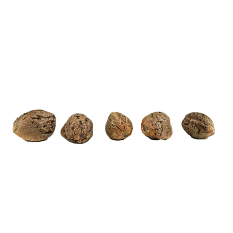 Photo Purple Kerosene Seeds