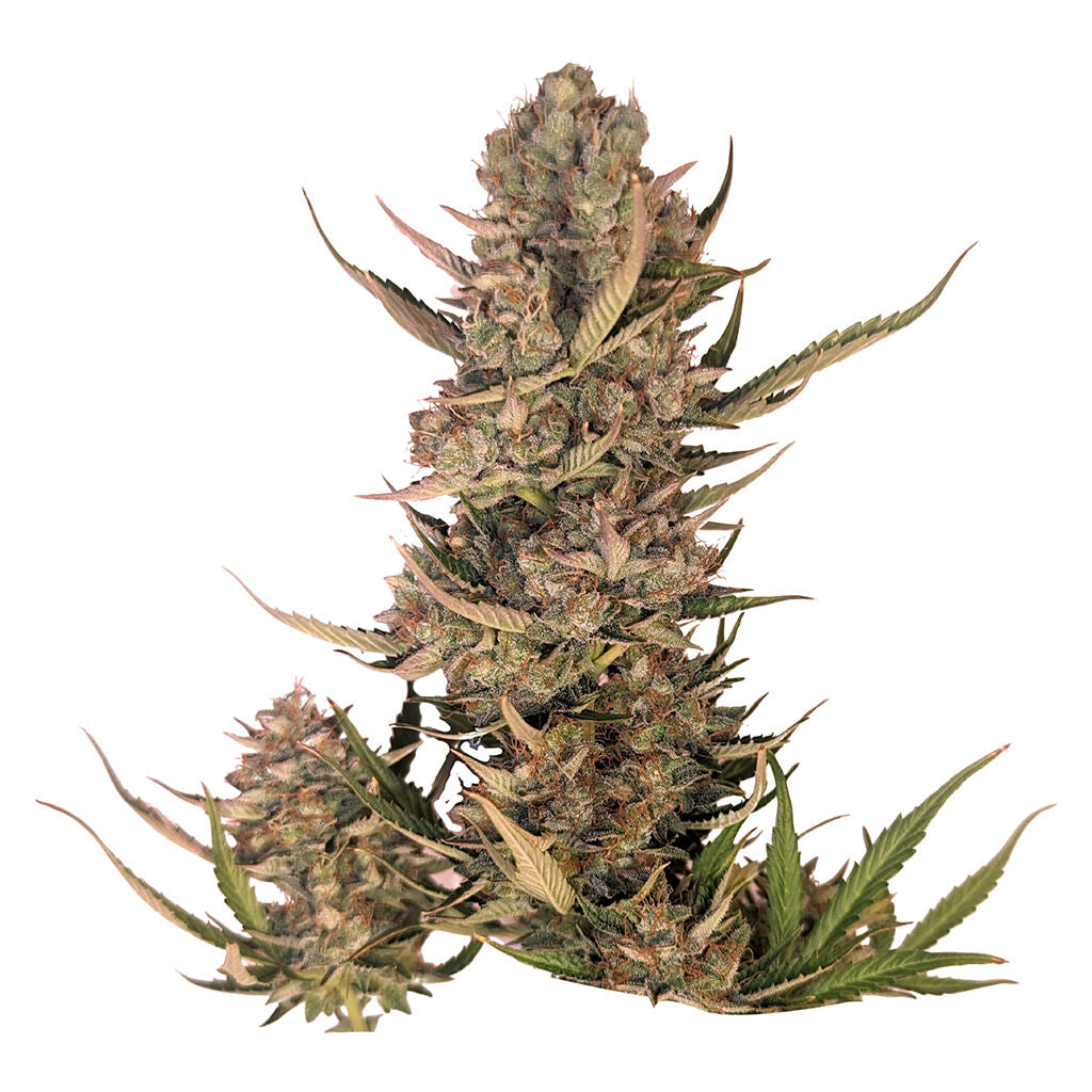 Pink Lemonade Auto Seeds - 