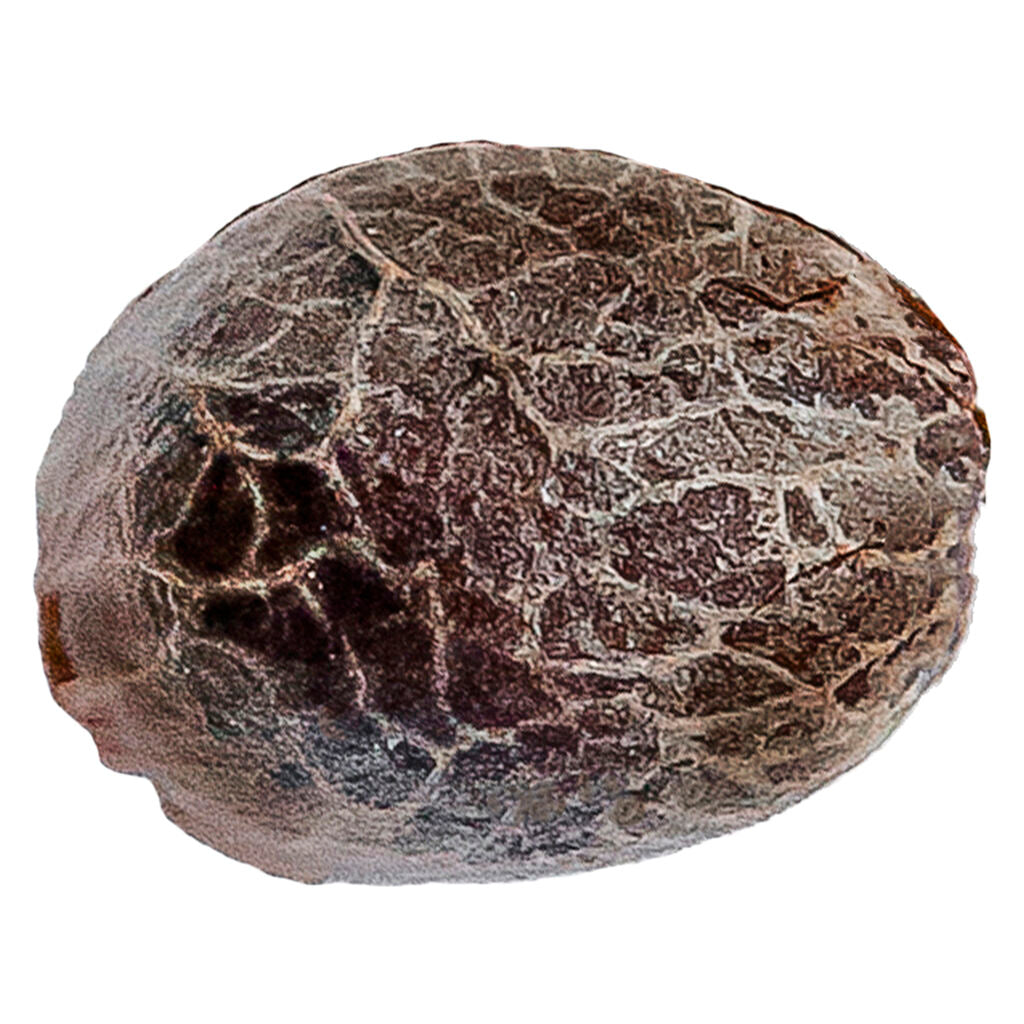 Super Lemon Haze Seeds - 