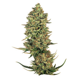 Photo Super Lemon Haze Seeds