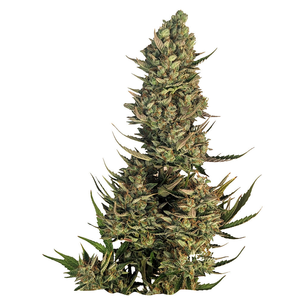 Blue Dream Seeds - 