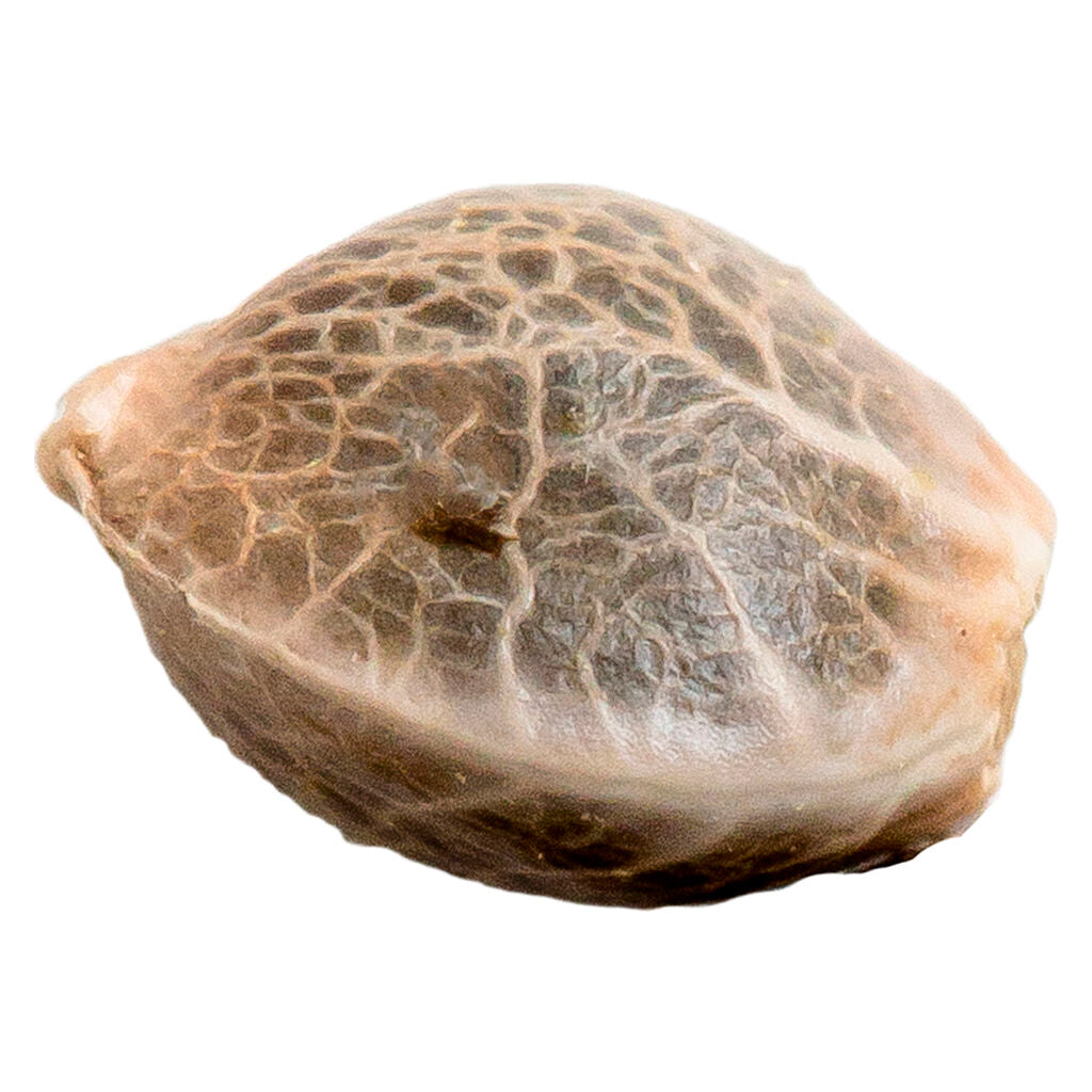 Dream Queen Auto Seeds - 