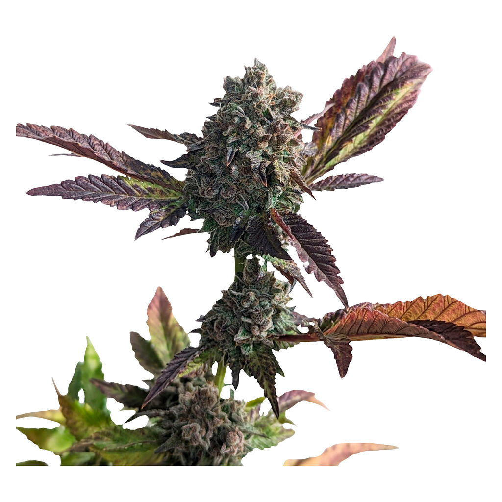 Grandaddy Purps - 